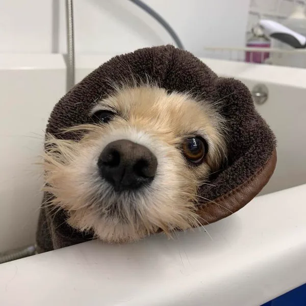 A small scruffy terrier cross with cream and white wiry hair, its head wrapped in a brown towel as it rests on the edge of the washing tub