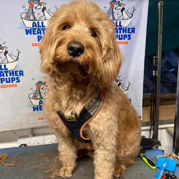 An apricot doodle cross with a freshly trimmed coat, sitting on the blue grooming table mat in front of an All Weather Pups Grooming banner